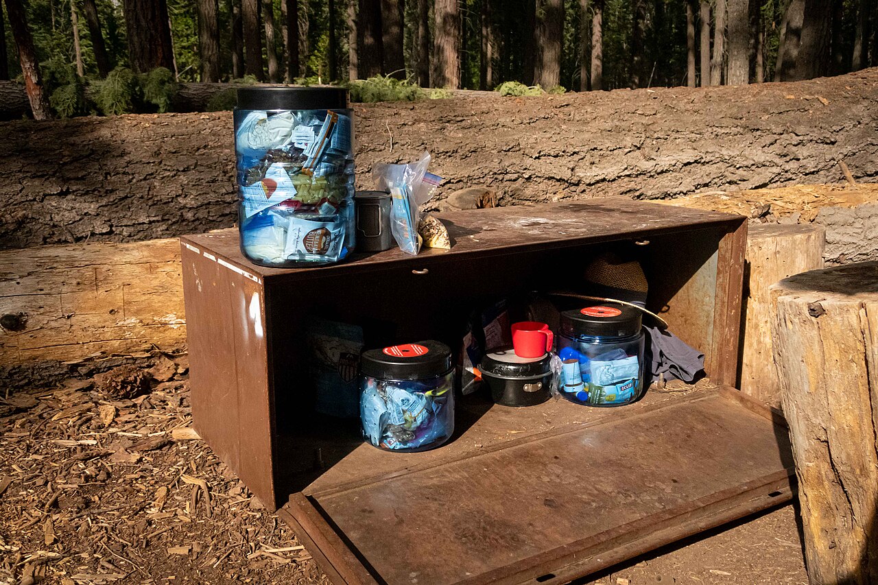 A backpacker food bag hangs from a tall pine branch on a rope at a forest campsite