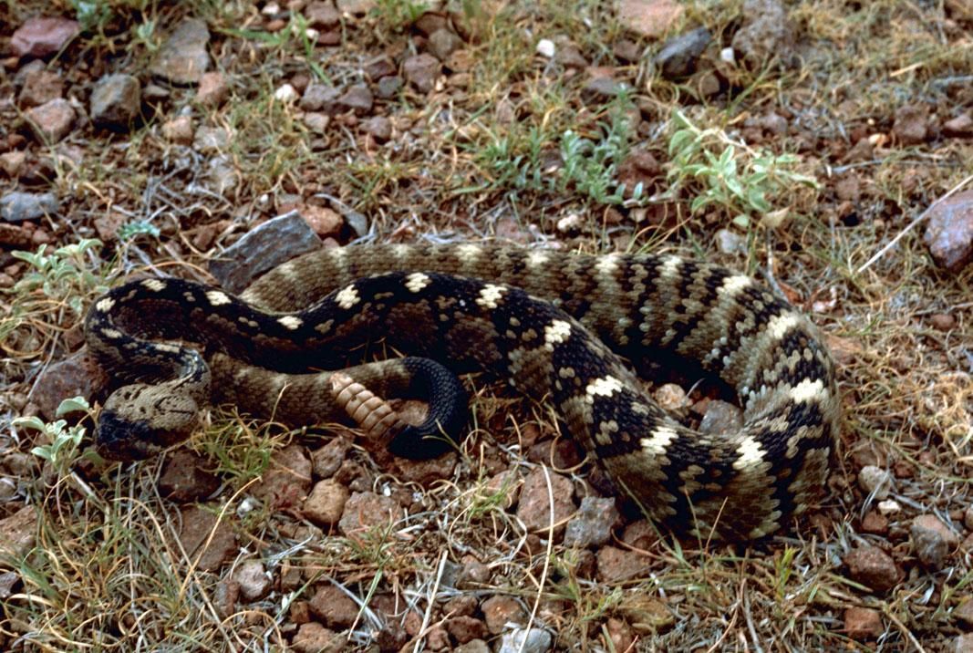 A dry desert hiking trail between sandstone rocks — rattlesnake habitat, with no snake shown