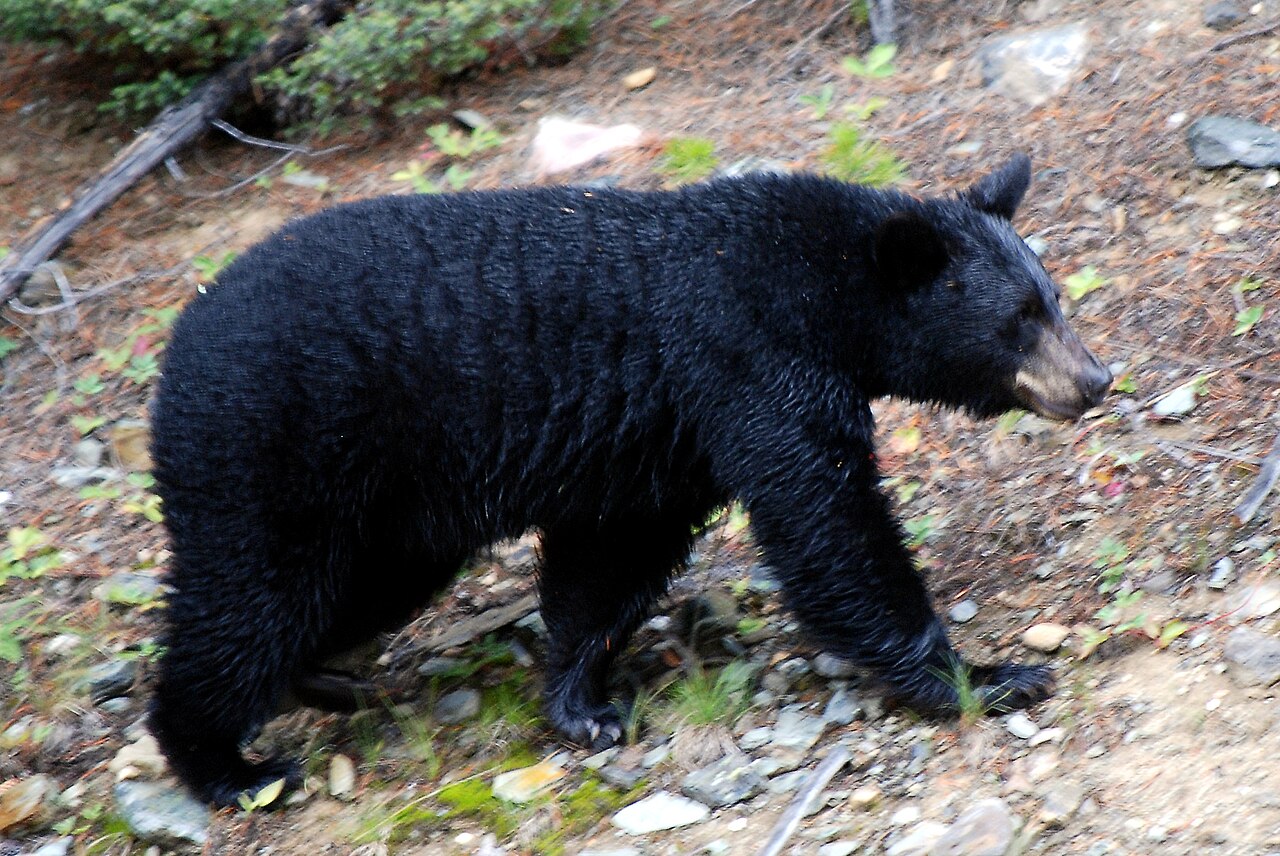 A grizzly bear crosses an alpine meadow while hikers watch from a safe distance